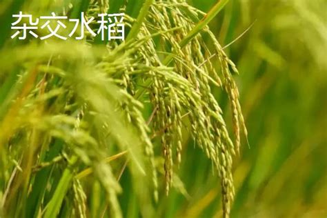 杂交水稻和普通水稻的不同