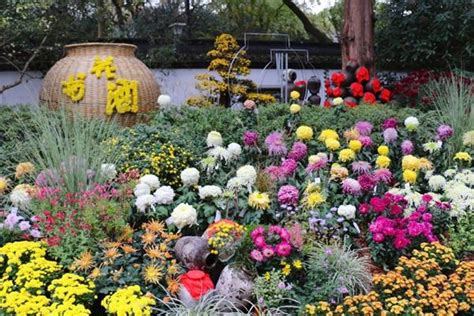 杭州植物园菊花展2022