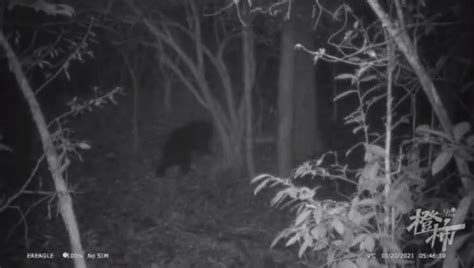 杭州首次记录到野生黑熊影像