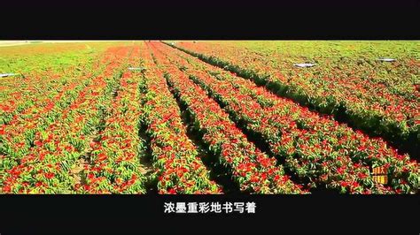 柘城辣椒之乡宣传片