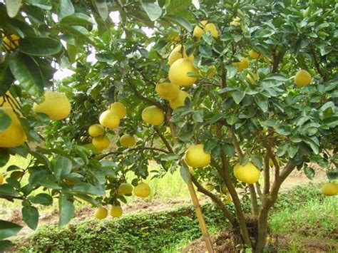柚子树可以种植庭院吗