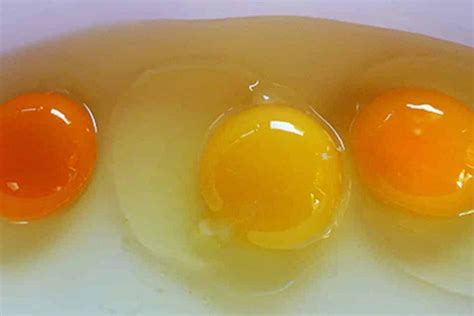 柴鸡蛋和普通鸡蛋有什么区别