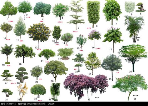 树的名字大全100种