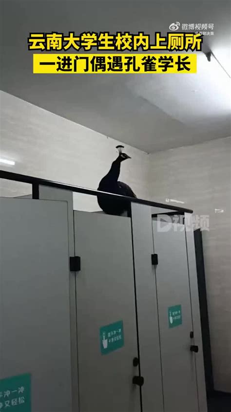 校内上厕所看到孔雀