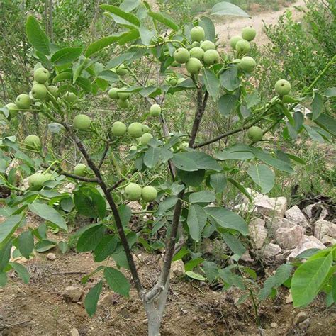 核桃树现在的种植方法