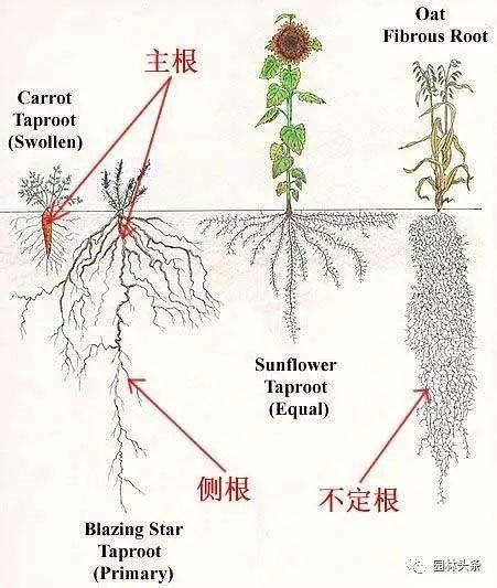 根系发达的水生植物种植密度