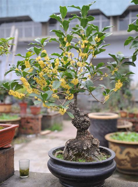 桂花树如何盆栽种植
