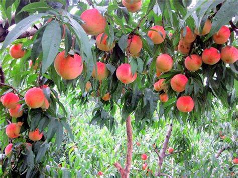 桃子的最新栽培方式