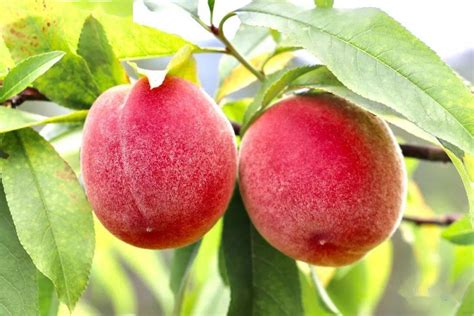 桃子的种植方法与步骤