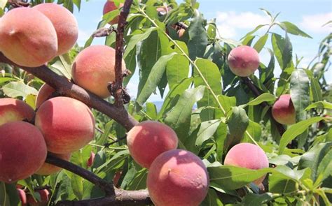 桃子的种植过程