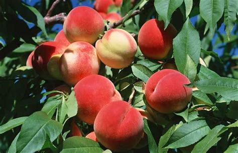 桃子种植方法图解