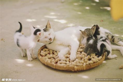 梦到一群猫