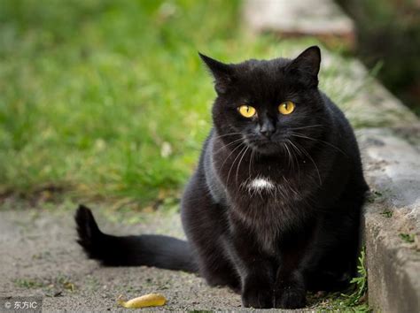 梦见一只黑猫是什么意思