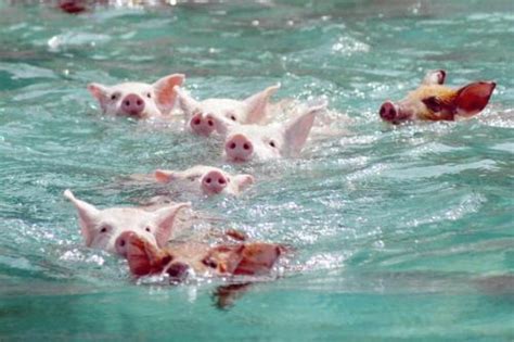 梦见一头猪在水里