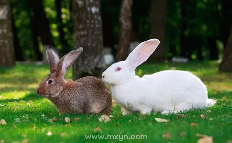 梦见两只兔子什么预兆