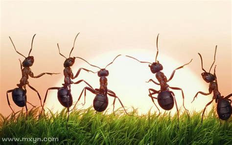 梦见地上好多蚂蚁