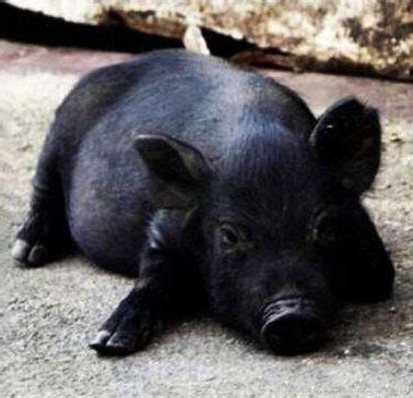 梦见大黑猪和小黑猪