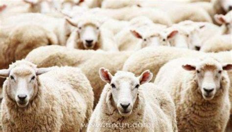梦见好多羊是什么兆头