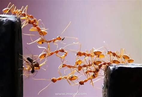 梦见家里出现大量蚂蚁