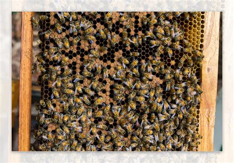 梦见密密麻麻的蜜蜂还有很多蜂蜜
