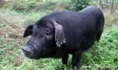 梦见小黑猪是什么预兆解梦