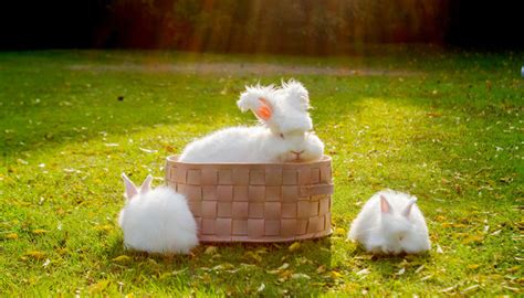 梦见很多小兔子怎么回事