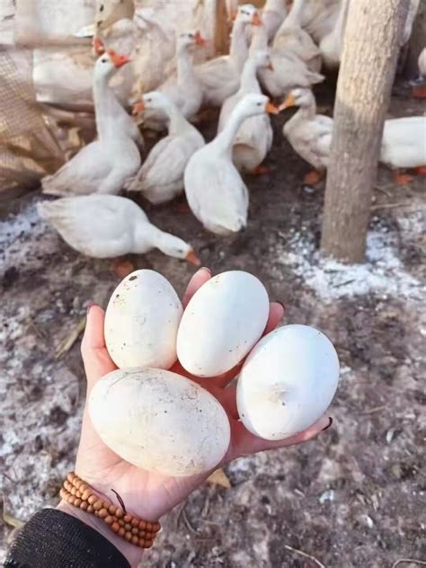梦见捡到了很多鹅蛋