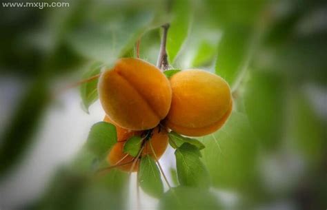 梦见摘杏子吃是什么预兆