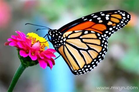 梦见有意识的蝴蝶