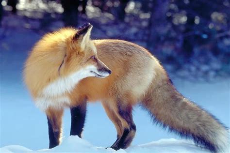 梦见狐狸代表着什么意思