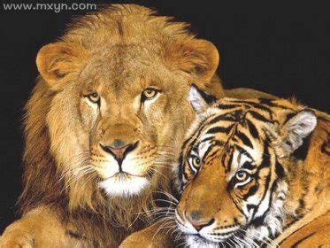 梦见狮子老虎是什么预兆