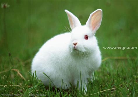 梦见白色兔子是什么意思