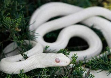 梦见白蛇特别大是什么预兆