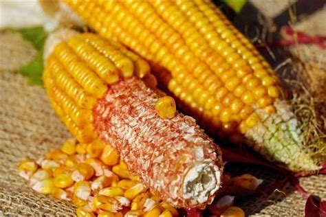 梦见种玉米是什么意思有什么预兆