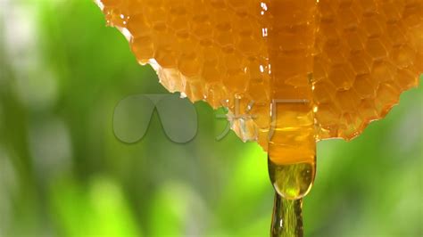 梦见蜂蜜正从蜂巢里流出来