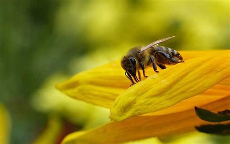 梦见蜜蜂分蜂是什么预兆