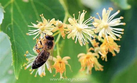 梦见被蜜蜂蛰是什么征兆