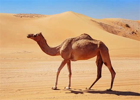 梦见骆驼啥兆头