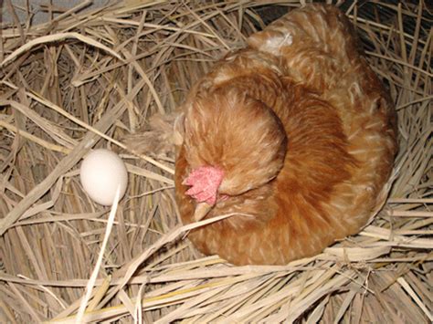 梦见鸡下了很多蛋是什么预兆