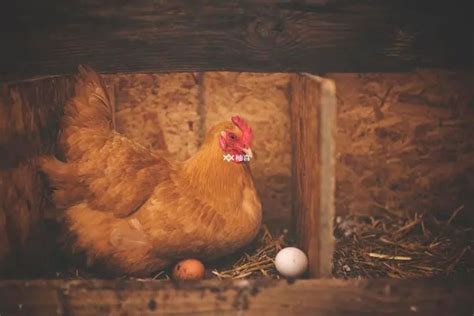 梦见鸡下蛋是什么预兆