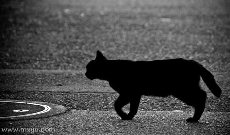 梦见黑猫扑向自己是什么意思