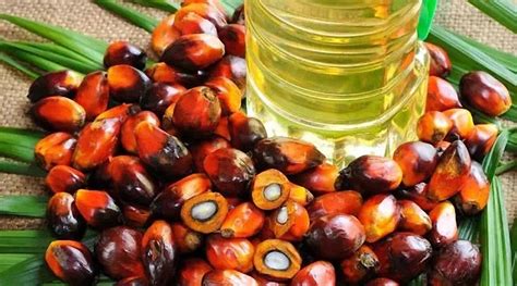 棕榈油属于油类吗