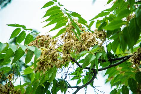 椿树种子图片