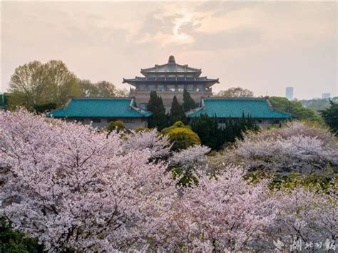 武汉大学樱花开放时间