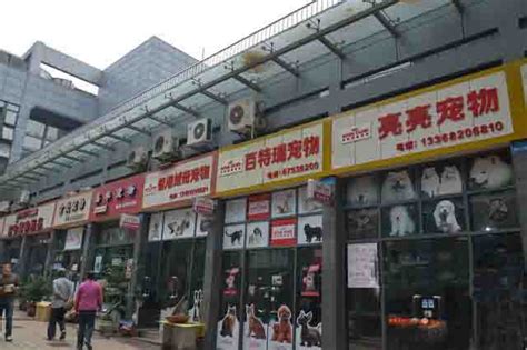 武汉市宠物交易市场