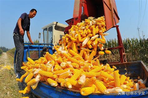 民权县玉米价格多少钱一斤