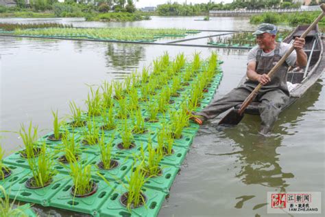 水上水稻种植浮床一平米多少钱