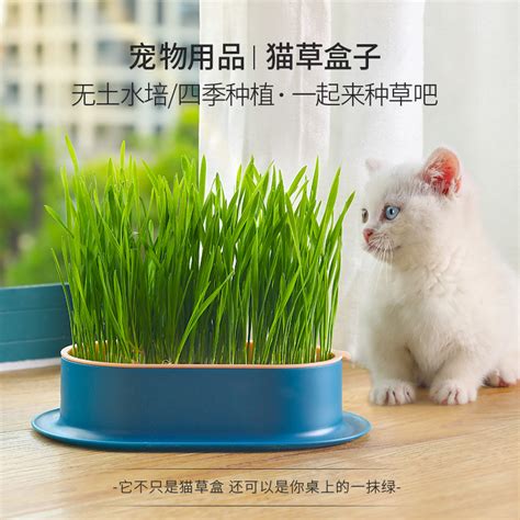 水培猫草怎么种不发臭的