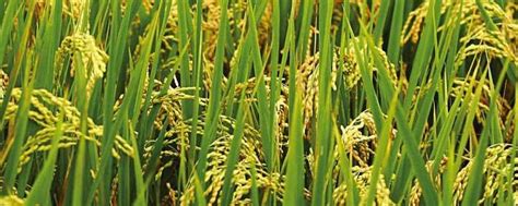 水稻怎样种植才能高产