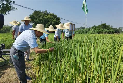 水稻高产栽培方案